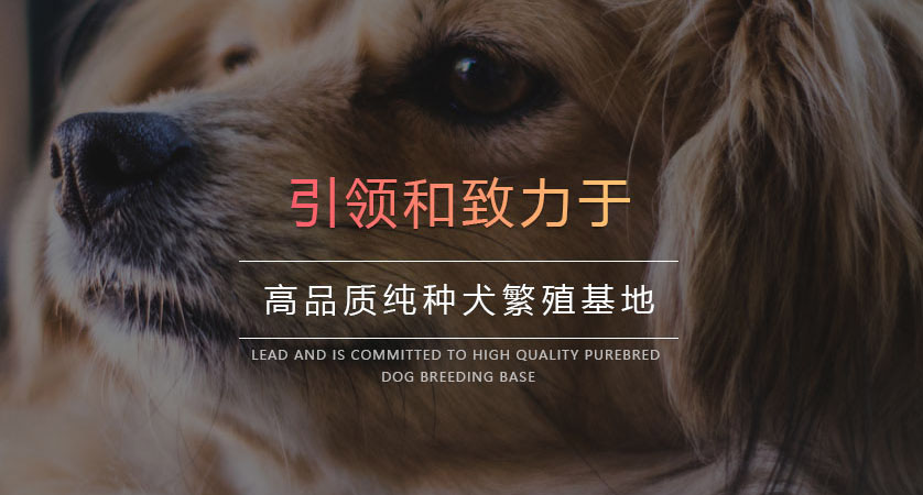 济宁经济开发区萌动玩趣宠物店店招