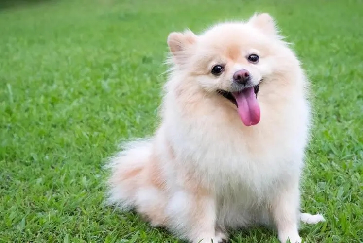 犬毛有光泽.webp.jpg