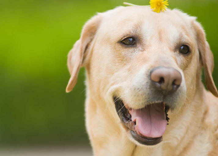如何区分小型犬中型犬大型犬？.jpg
