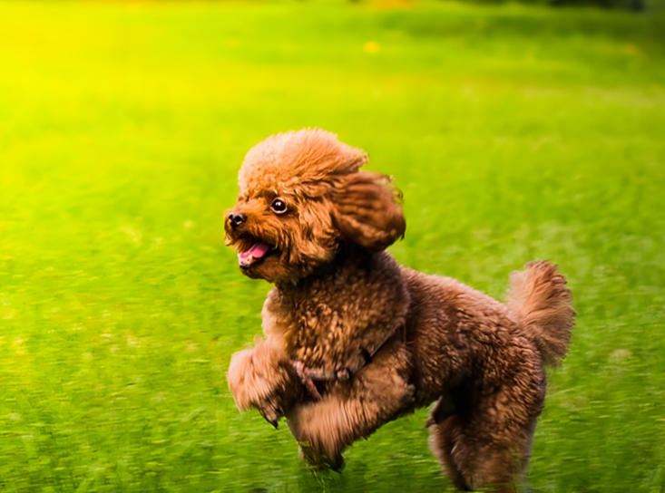 为什么泰迪犬这么受欢迎？揭秘多人喜欢养泰迪的7大原因.jpg