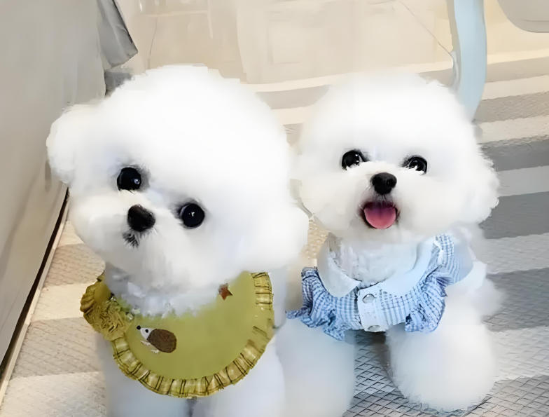 比熊vs博美：哪款小型犬更适配你的家庭生活？.jpg
